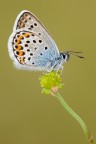 Plebeius idas