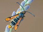 Pyropteron chrysidiformis_