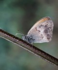 C. Pamphilus...