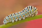 Papilio Macaone