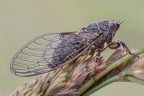Cicadetta Montana