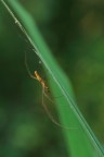 Tetragnatha