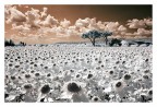 Girasoli in infrarosso