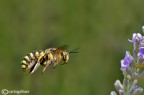 Anthidium volante