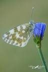 Pontia edusa