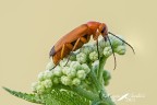 Coleoptera_Zonitis Flava (Meloidae)