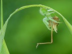 la legge della natura....