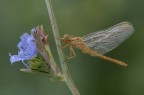 d300s afs 300mm + pn-11 - f11 1/13sec iso200 - scatto remote, cavalletto, presollevamento dello specchio - versione HR http://imageshack.com/a/img43/8315/lojv.jpg