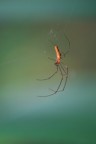 Tetragnatha
