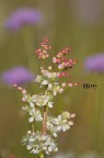 Filipendula vulgaris