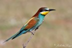 Gruccione(Merops apiaster) Gruccione(Merops apiaster)