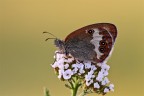 Coenonympha-arcania Coenonympha-arcania