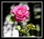 Una Rosa Solitaria Una Rosa Solitaria