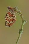 Melitaea Didyma Melitaea Didyma