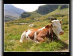 Muuuu