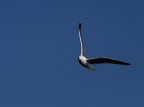 L-gull