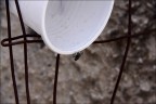 La mosca...assetata