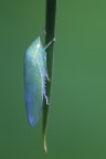 Cicadella
