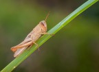 Dati di scatto:
Fotocamera: NIKON D90
Obiettivo: Minolta Rokkor 100mm macro
RR 0,8:1, F11, EXP 1/13 sec, ISO 200,
no flash, scatt. rem., cavall.,scatto singolo
[url=http://imageshack.us/a/img594/5760/mksq.jpg][b][i][color=blue] * [/color] [color=red] Versione HD (2048px lato lungo)[/i][/b][/color][/url]
