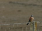 falco neumanni (Grillaio): il maschio