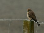 falco neumanni (Grillaio): la femmina