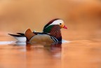 Mandarina duck