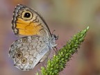 lasiommata maera