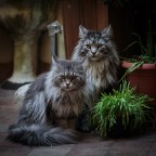 Zenobia e Puch