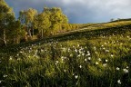 fioritura dei Narcisi sul monte Cornizzolo....spero vi piaccia!
un saluto,Andrea!