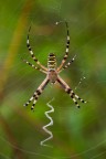 Argiope bruennichi Argiope bruennichi