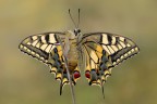 Il neo- nascituro "Papilio machaon" 1 Il neo- nascituro "Papilio machaon" 1