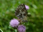 butterfly butterfly