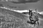 Furia