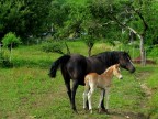 da un maschio Haflinger questo puledrino di appena una settimana non si staccava mai dalla madre ...