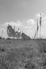 Infondo