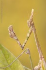 Empusa...ritratto....