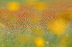 Colori Colori