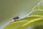 la mosca