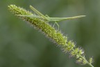 Acrida ungarica