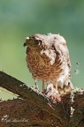 Astore - goshawk - accipiter gentilis