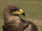 Non e' uno scatto tecnicamente difficile in quanto fatto all'oasi di sant'alessio con l'aquila tranquillamente portata a passeggio dalla falconiera. E' stata una prova con il mio 85 1.8 per un ritratto "diverso"