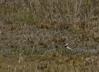 Corriere piccolo (Charadrius dubius)