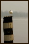 equilibrio