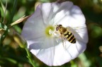 Macro1