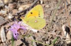 2 Pieridae