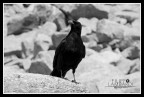 Nikon D90
f/10
1/400
105mm

pochi ritocchi solo per la gestione del bianco nero