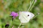 3 Pieridae