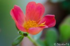 Fiore Pianta grassa