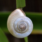 Spirale