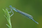 Damigella